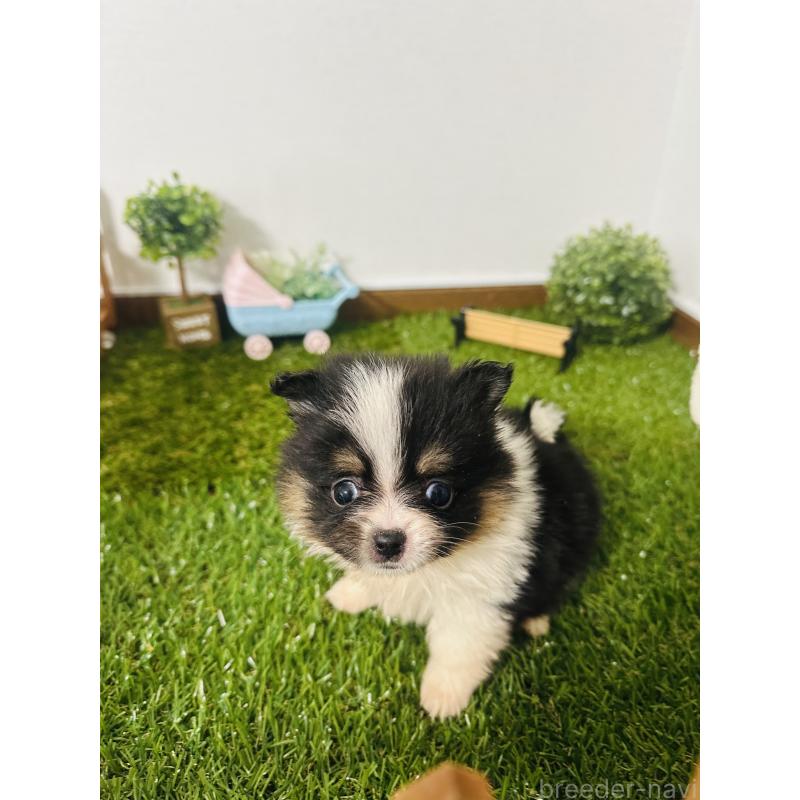 販売中の群馬県のミックス犬-424707の2枚目