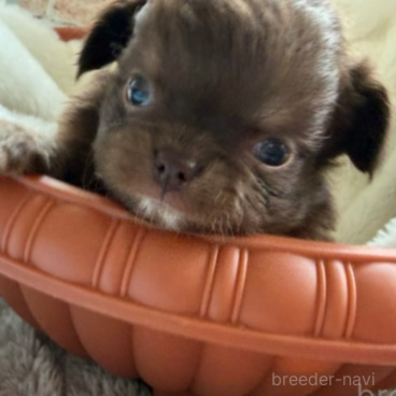 販売中の埼玉県のチワワ(ロングコート)-424702