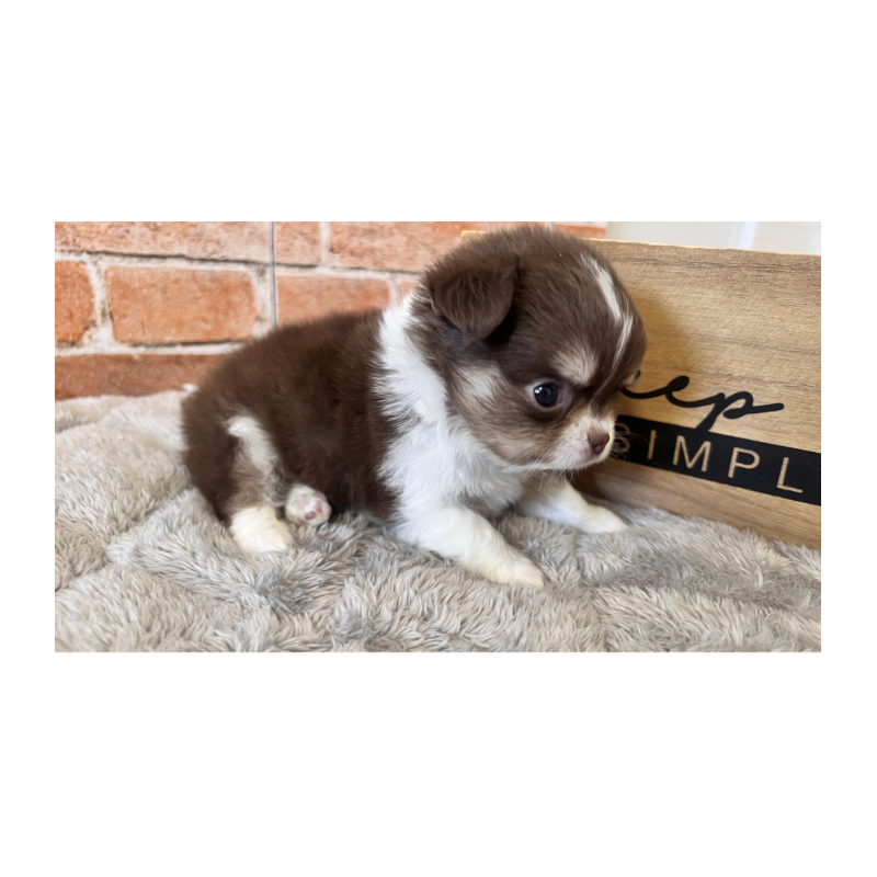 販売中の埼玉県のチワワ(ロングコート)-424704の10枚目