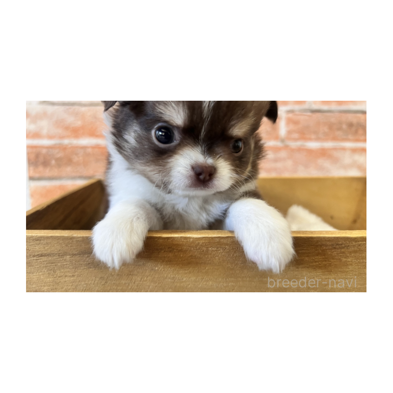 販売中の埼玉県のチワワ(ロングコート)-424704の9枚目