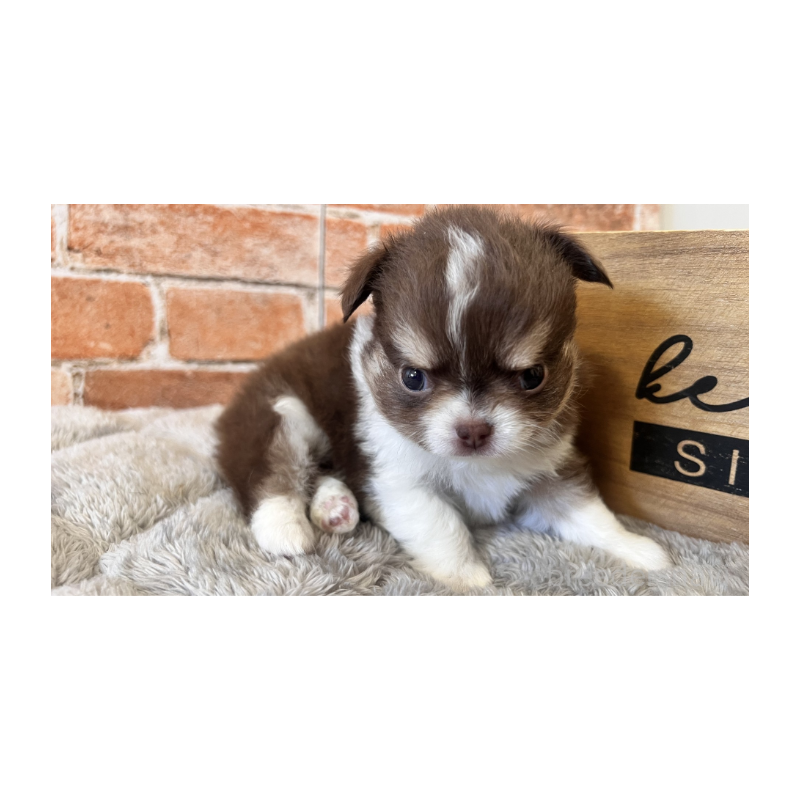 販売中の埼玉県のチワワ(ロングコート)-424704の8枚目