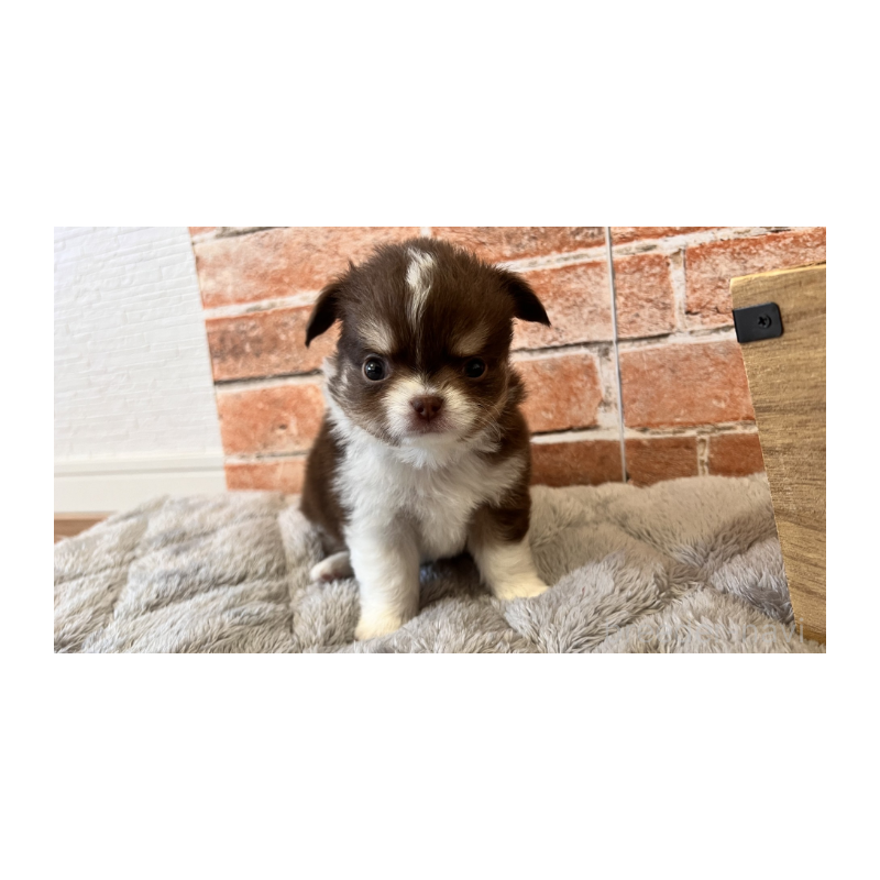 販売中の埼玉県のチワワ(ロングコート)-424704の7枚目