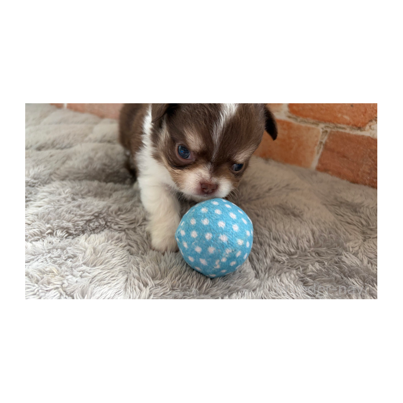 販売中の埼玉県のチワワ(ロングコート)-424704の5枚目