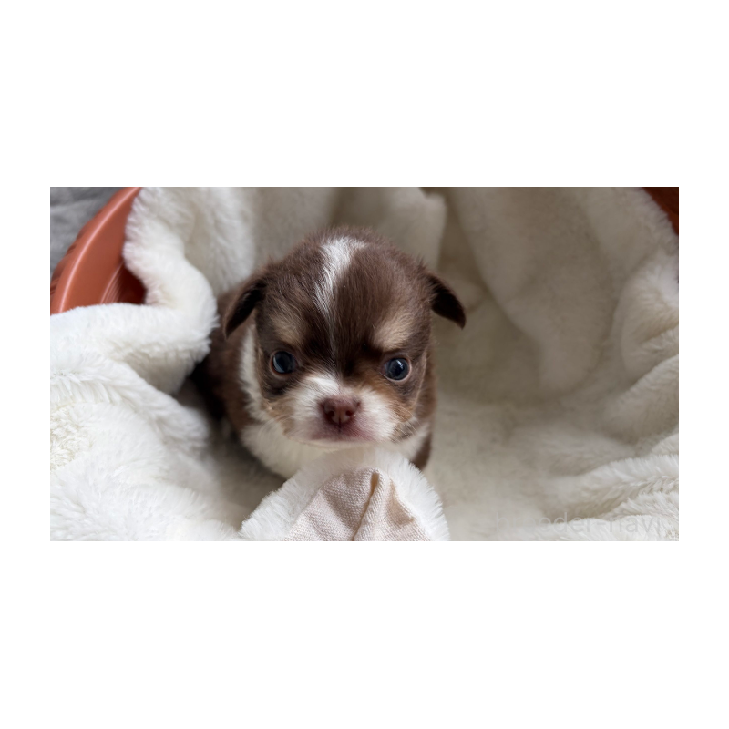 販売中の埼玉県のチワワ(ロングコート)-424704の6枚目