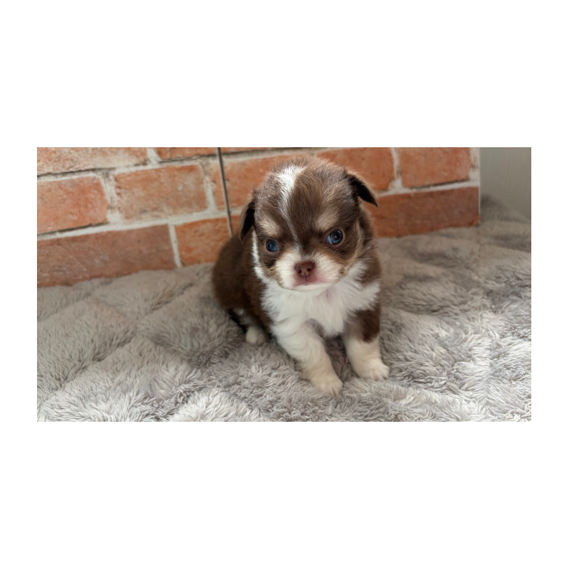 販売中の埼玉県のチワワ(ロングコート)-424704の4枚目