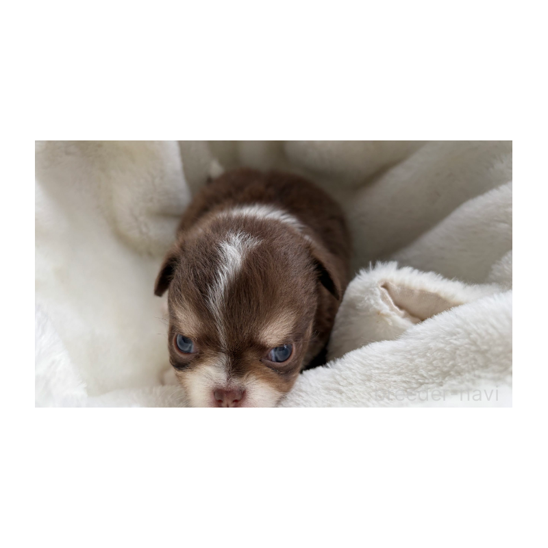 販売中の埼玉県のチワワ(ロングコート)-424704の3枚目