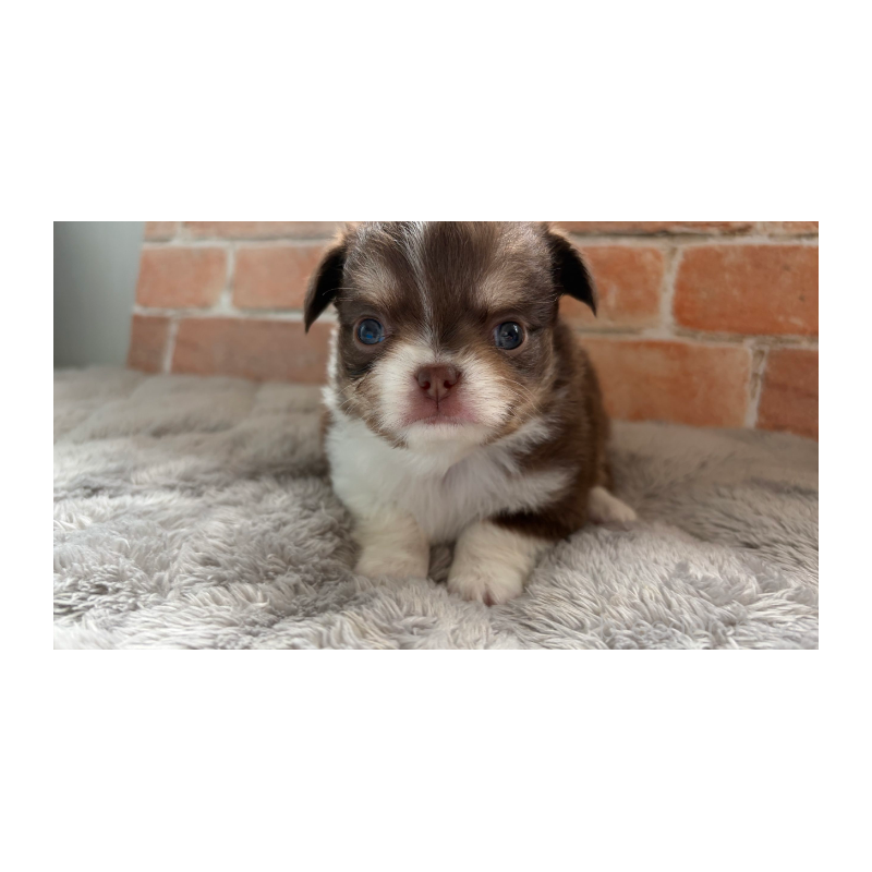 販売中の埼玉県のチワワ(ロングコート)-424704の2枚目