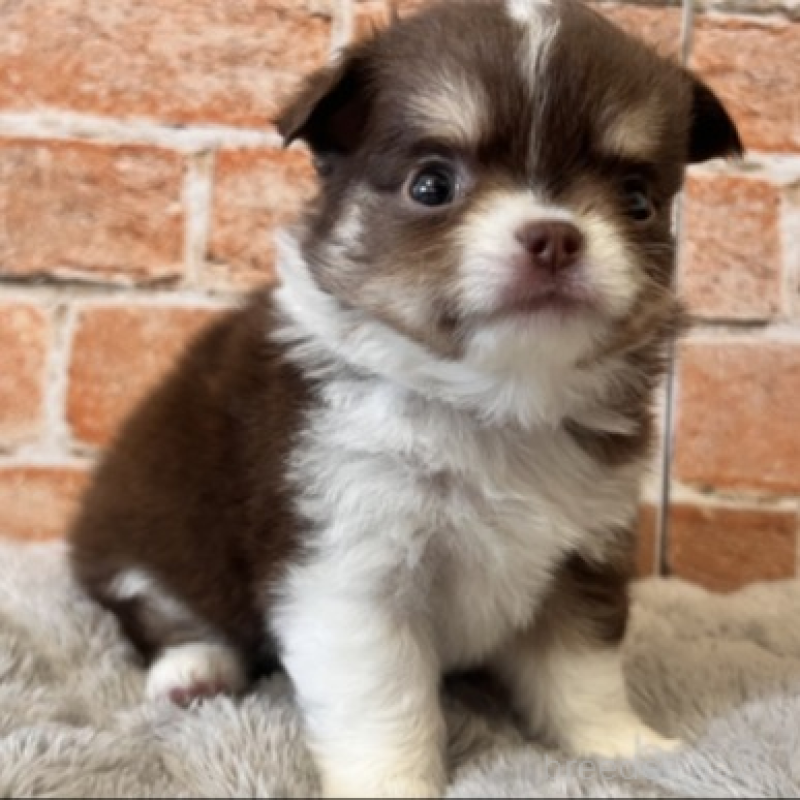 販売中の埼玉県のチワワ(ロングコート)-424704の1枚目