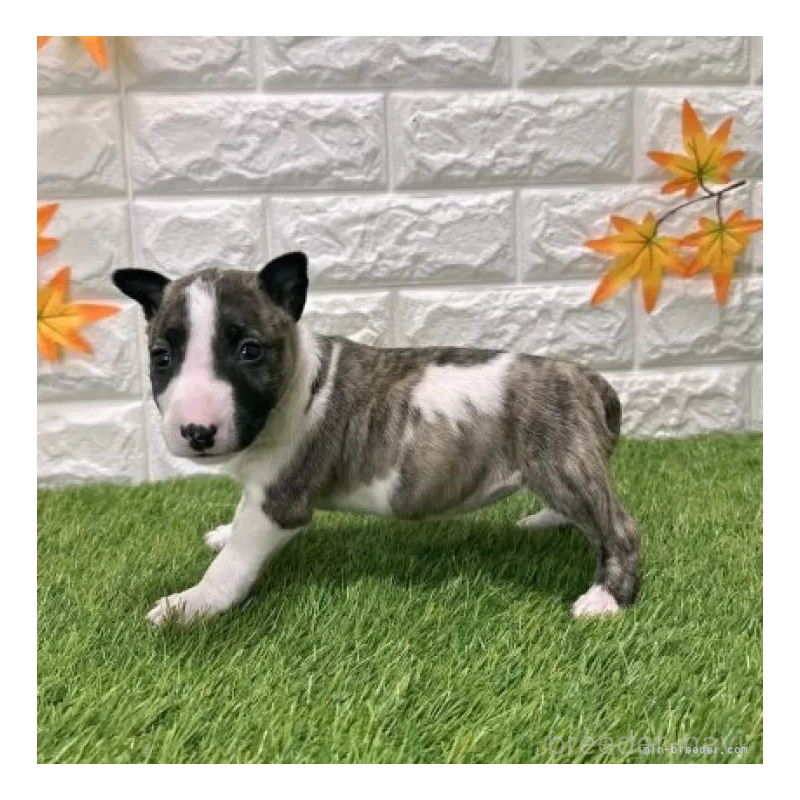 販売中の愛知県のミニチュアブルテリア-424705の5枚目