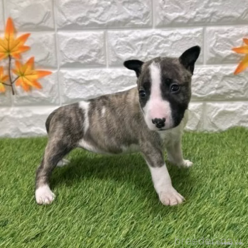 販売中の愛知県のミニチュアブルテリア-424705の4枚目