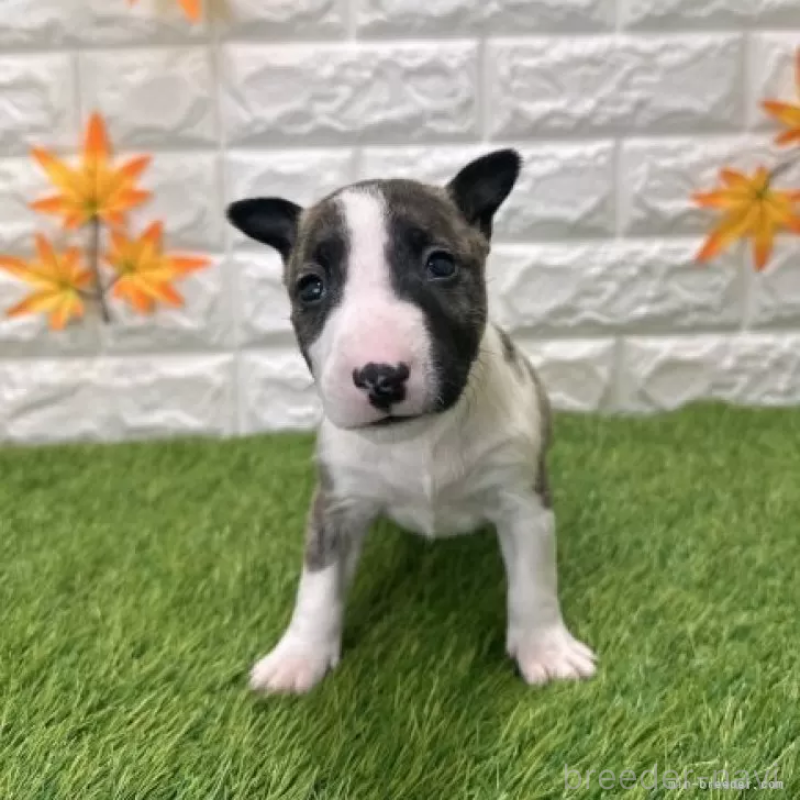 販売中の愛知県のミニチュアブルテリア-424705の3枚目