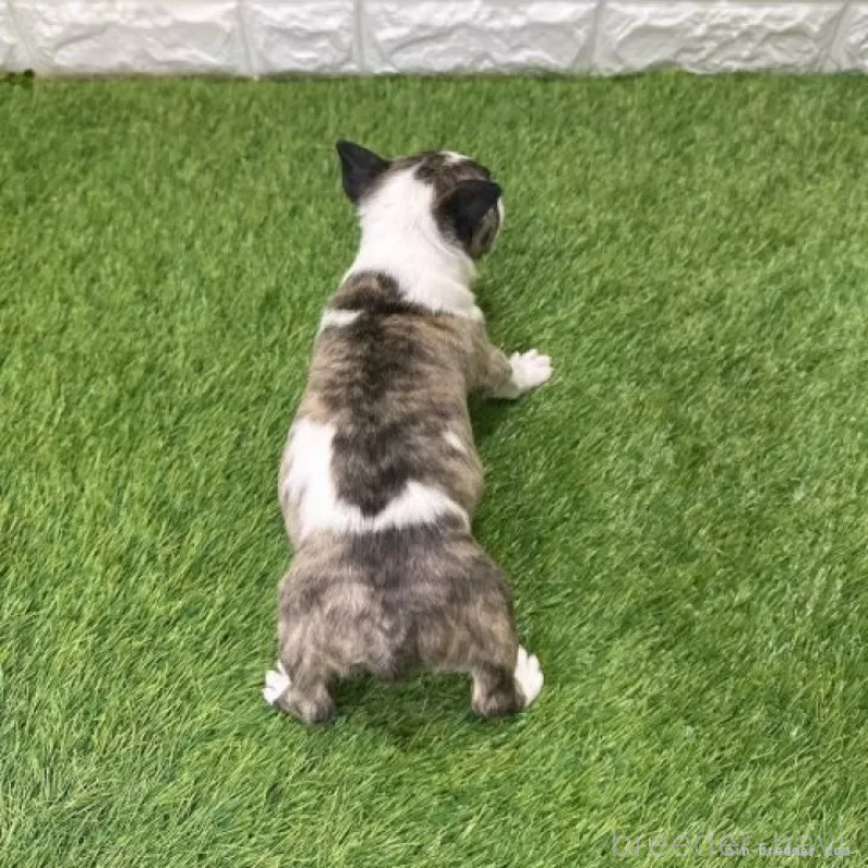 販売中の愛知県のミニチュアブルテリア-424705の2枚目