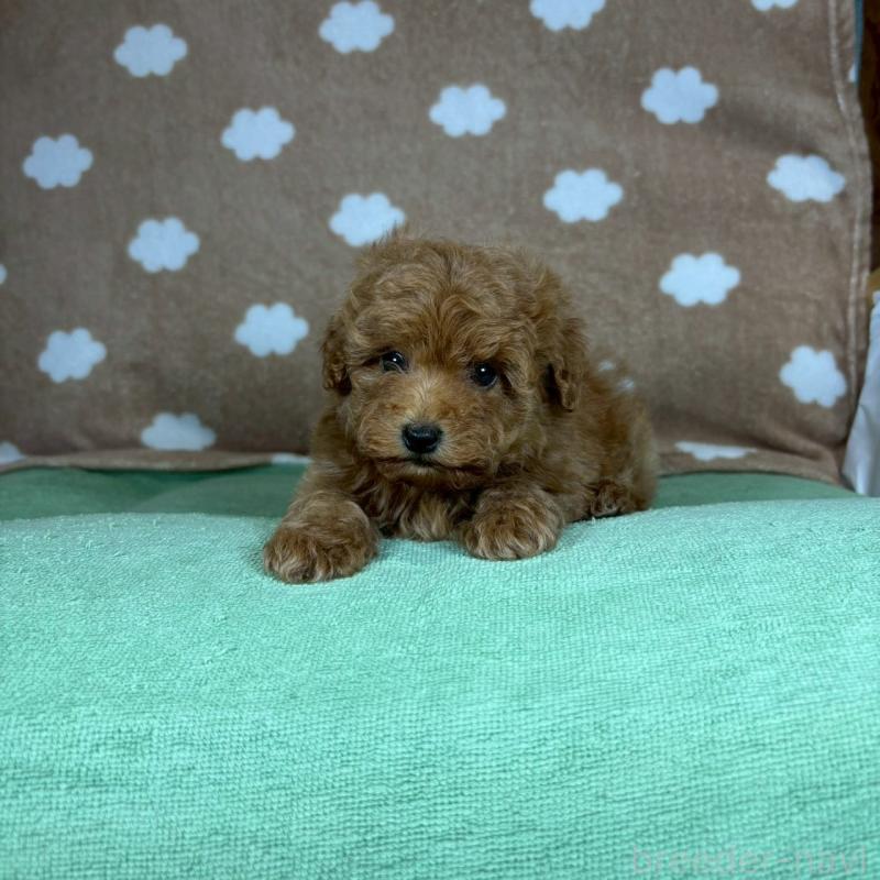 販売中の大阪府のトイプードル-424712の4枚目