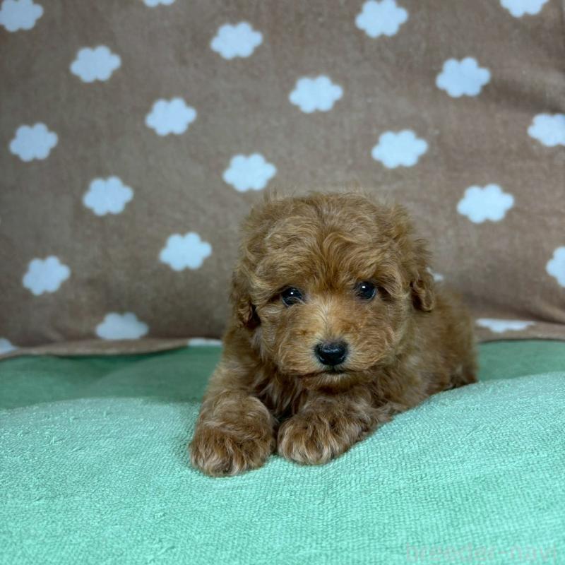 販売中の大阪府のトイプードル-424712の3枚目