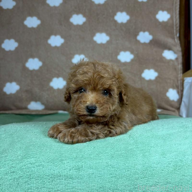 販売中の大阪府のトイプードル-424712の2枚目