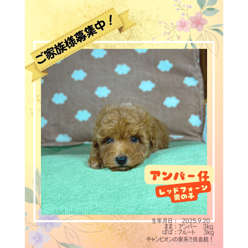 販売中の大阪府のトイプードル-424712の1枚目