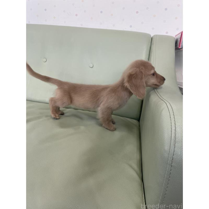 販売中の福岡県のカニンヘンダックスフンド(ロングヘアード)-418674の3枚目