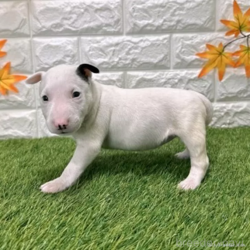 販売中の愛知県のミニチュアブルテリア-424706の5枚目