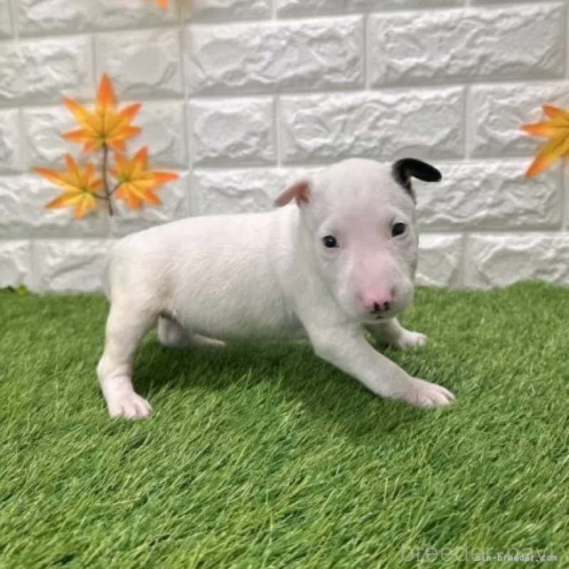 販売中の愛知県のミニチュアブルテリア-424706の4枚目