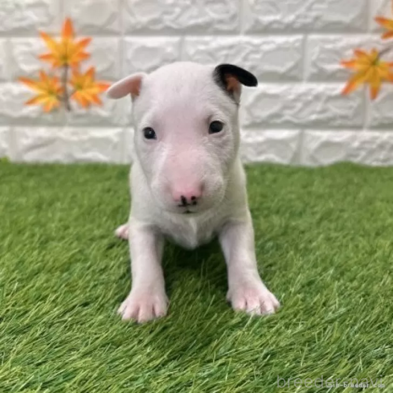 販売中の愛知県のミニチュアブルテリア-424706の3枚目