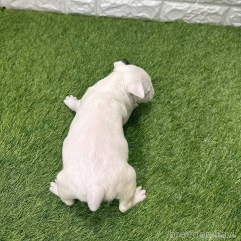 販売中の愛知県のミニチュアブルテリア-424706の2枚目