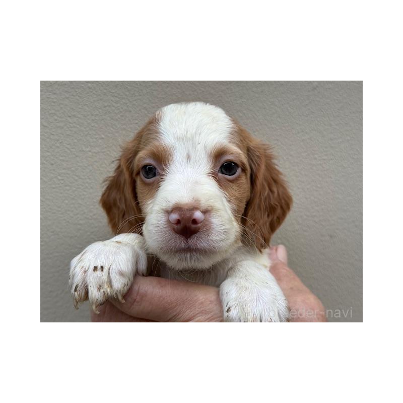 販売中の滋賀県のブリタニースパニエル-420250