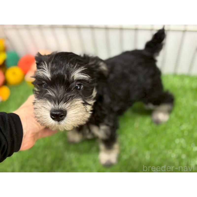 販売中の鹿児島県のミニチュアシュナウザー-424708の3枚目