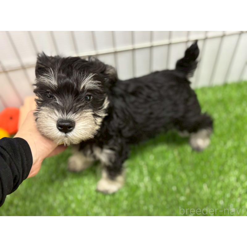 販売中の鹿児島県のミニチュアシュナウザー-424708の2枚目