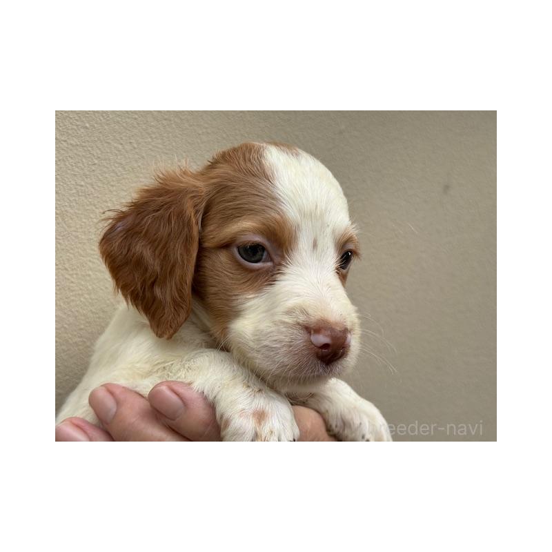 販売中の滋賀県のブリタニースパニエル-420250の3枚目