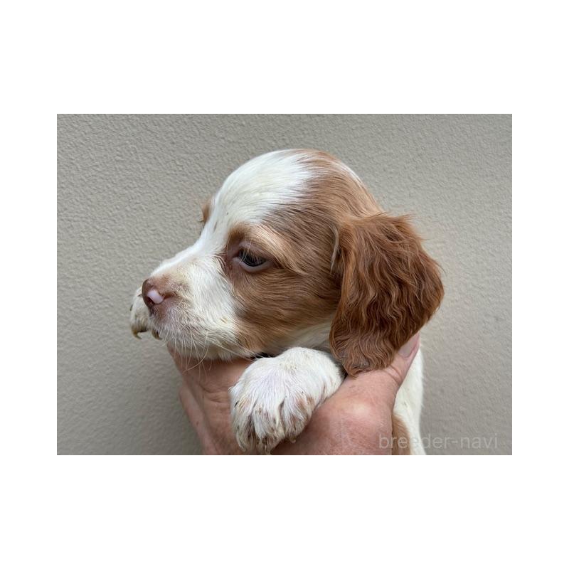 販売中の滋賀県のブリタニースパニエル-420250の2枚目