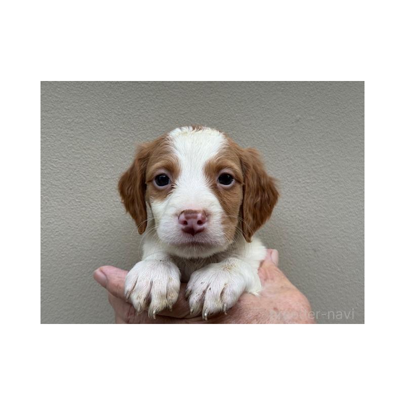 販売中の滋賀県のブリタニースパニエル-420251
