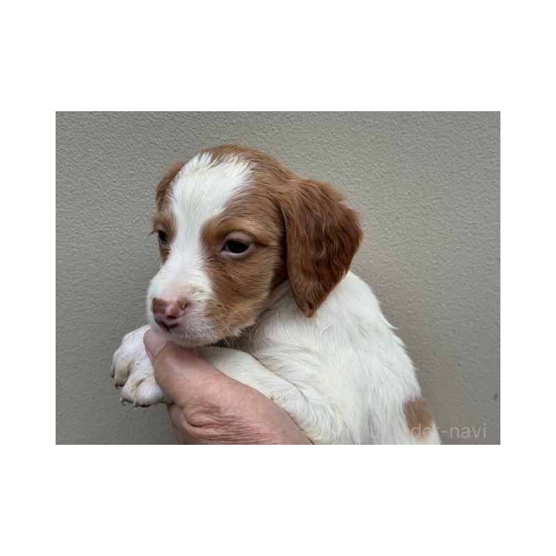 販売中の滋賀県のブリタニースパニエル-420251の3枚目