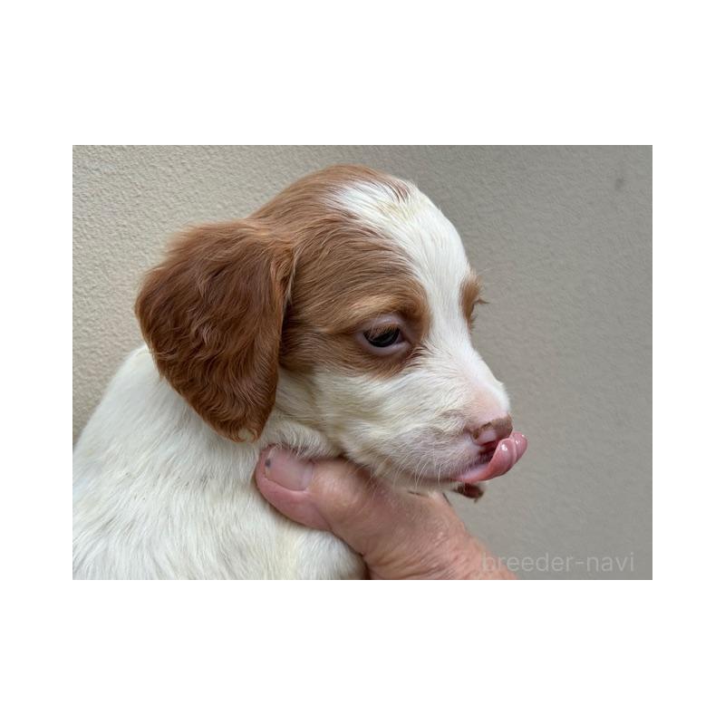 販売中の滋賀県のブリタニースパニエル-420251の2枚目