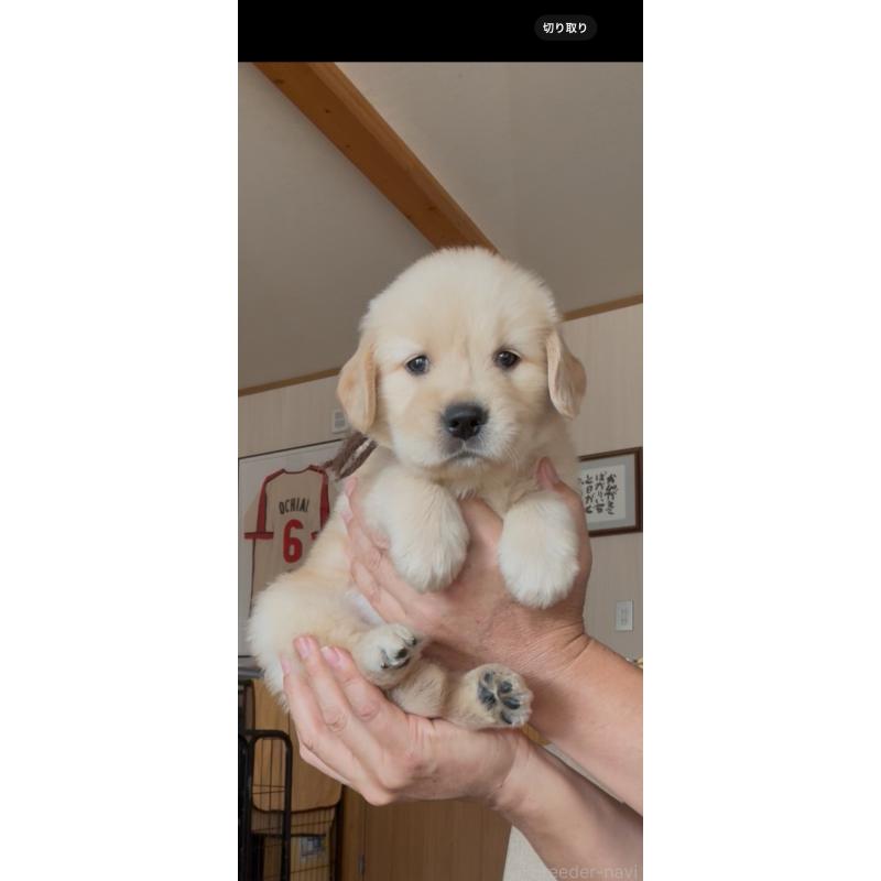 販売中の佐賀県のゴールデンレトリーバー-416723の5枚目