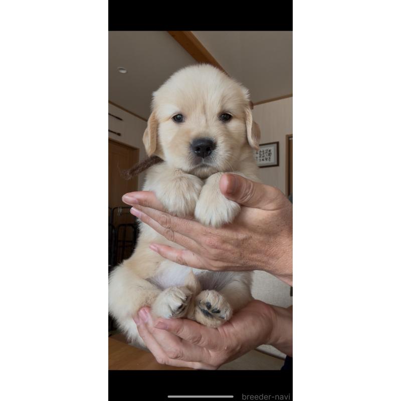 販売中の佐賀県のゴールデンレトリーバー-416723の4枚目