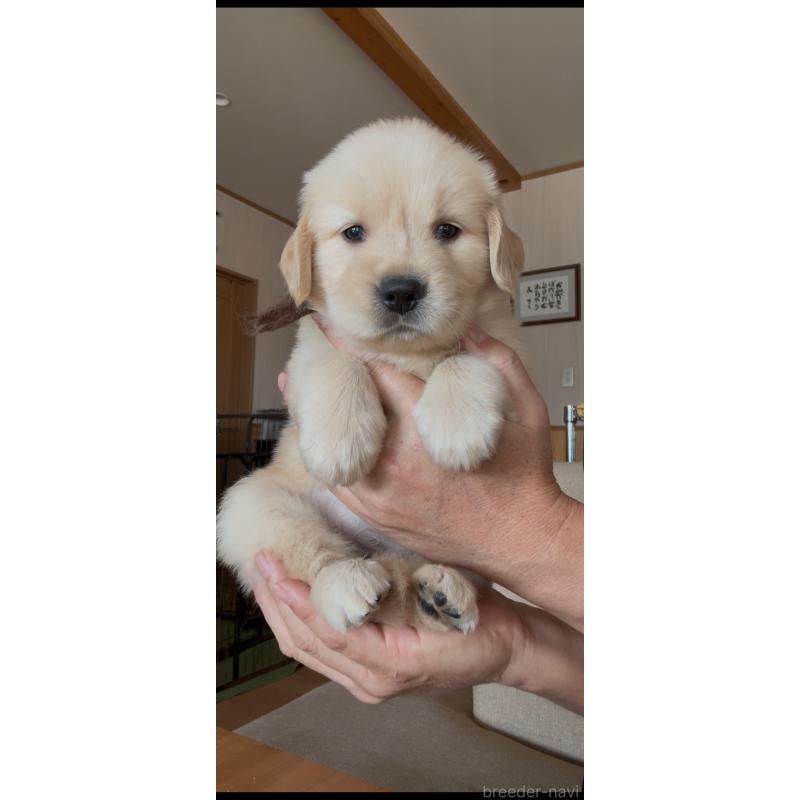 販売中の佐賀県のゴールデンレトリーバー-416723の3枚目