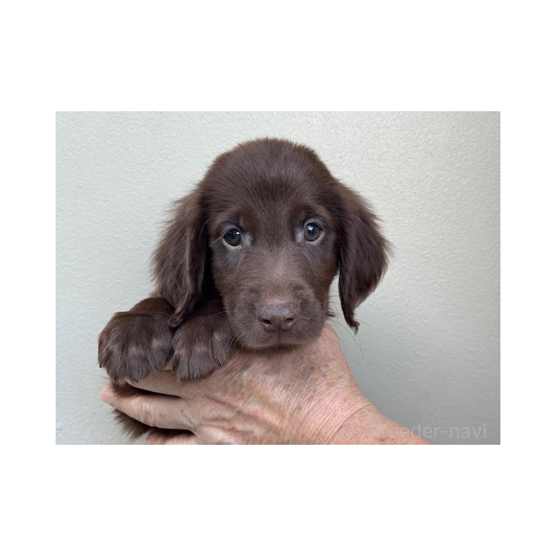 成約済の滋賀県のフラットコーテッドレトリーバー-420023の1枚目