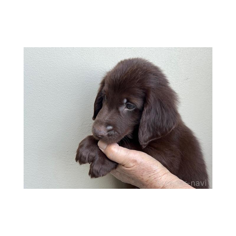 成約済の滋賀県のフラットコーテッドレトリーバー-420023の3枚目