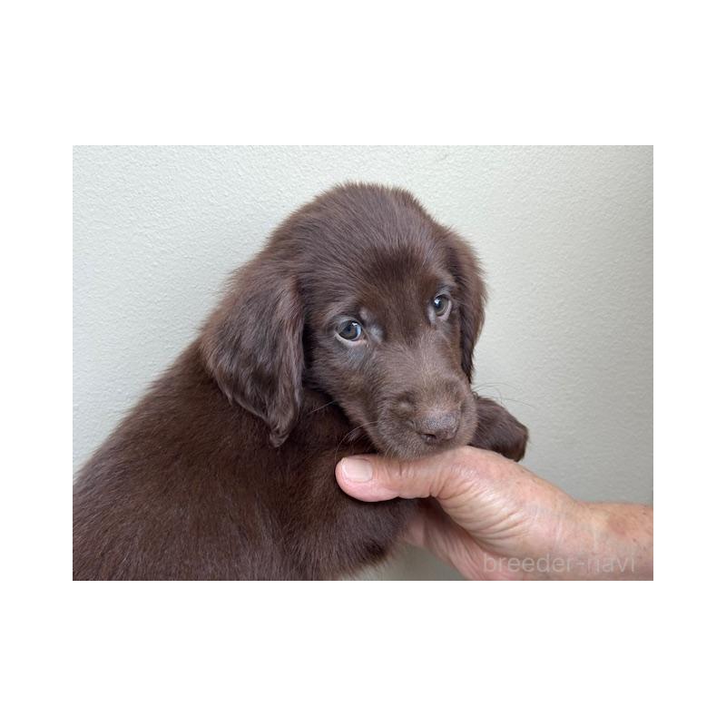 成約済の滋賀県のフラットコーテッドレトリーバー-420023の2枚目