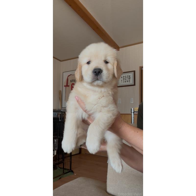 販売中の佐賀県のゴールデンレトリーバー-417449の6枚目