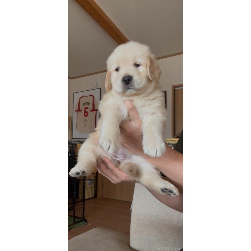 販売中の佐賀県のゴールデンレトリーバー-417449の5枚目