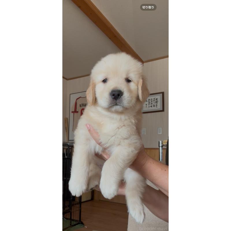 販売中の佐賀県のゴールデンレトリーバー-417449の4枚目