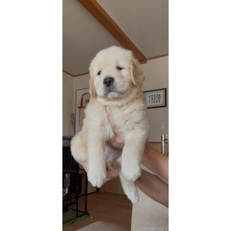 販売中の佐賀県のゴールデンレトリーバー-417449の3枚目