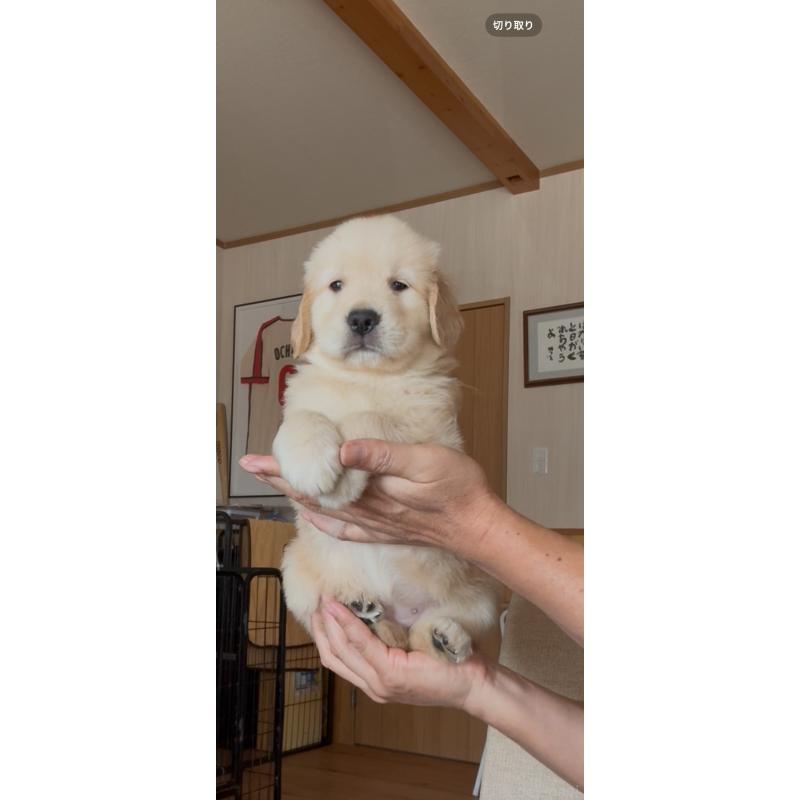 販売中の佐賀県のゴールデンレトリーバー-417449の2枚目