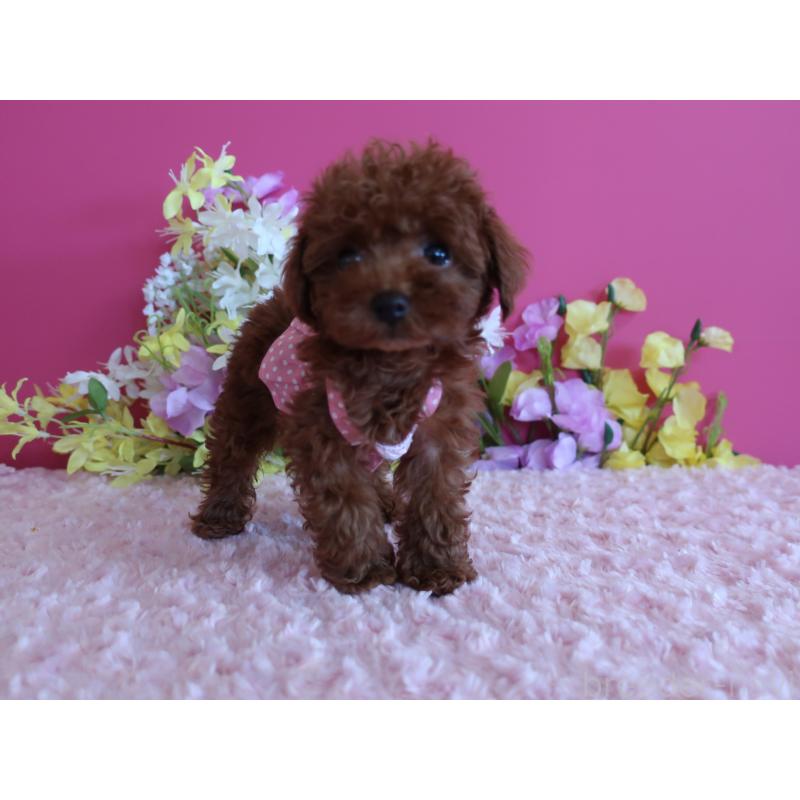 販売中の鹿児島県のティーカッププードル-421939の6枚目