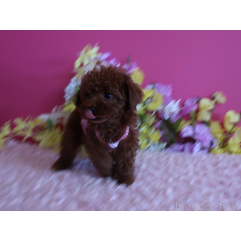 販売中の鹿児島県のティーカッププードル-421939の5枚目