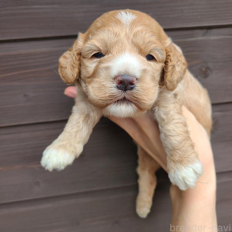 販売中の東京都のコッカプー:アメリカンコッカースパニエル×トイプードル-424709の5枚目