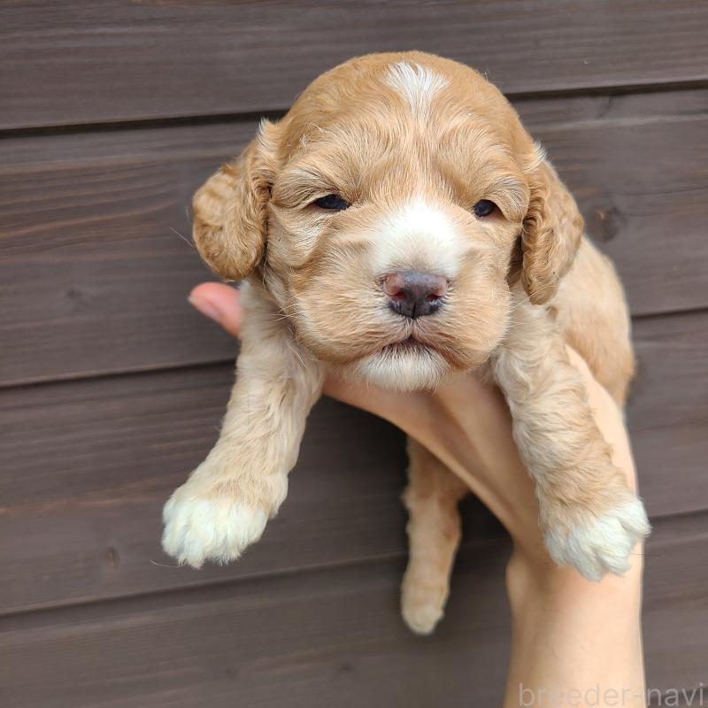 販売中の東京都のコッカプー:アメリカンコッカースパニエル×トイプードル-424709の4枚目