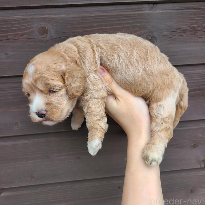 販売中の東京都のコッカプー:アメリカンコッカースパニエル×トイプードル-424709の3枚目