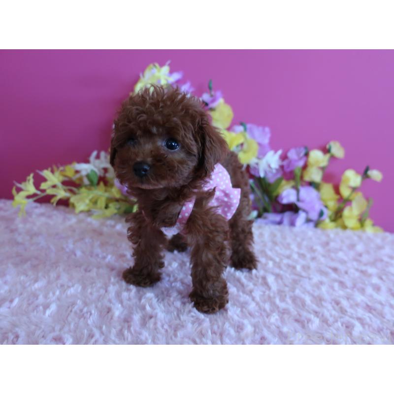 販売中の鹿児島県のティーカッププードル-421939の4枚目